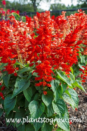 Salvia Ablazin Tabasco (Salvia splendens) A Salvia reaching around 2 feet with large lush colored flowers.